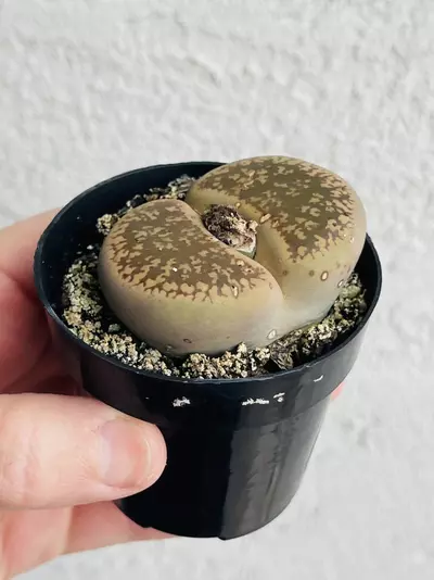 plant/Lithops, Giant! 2.5” pot-0-thumbnail