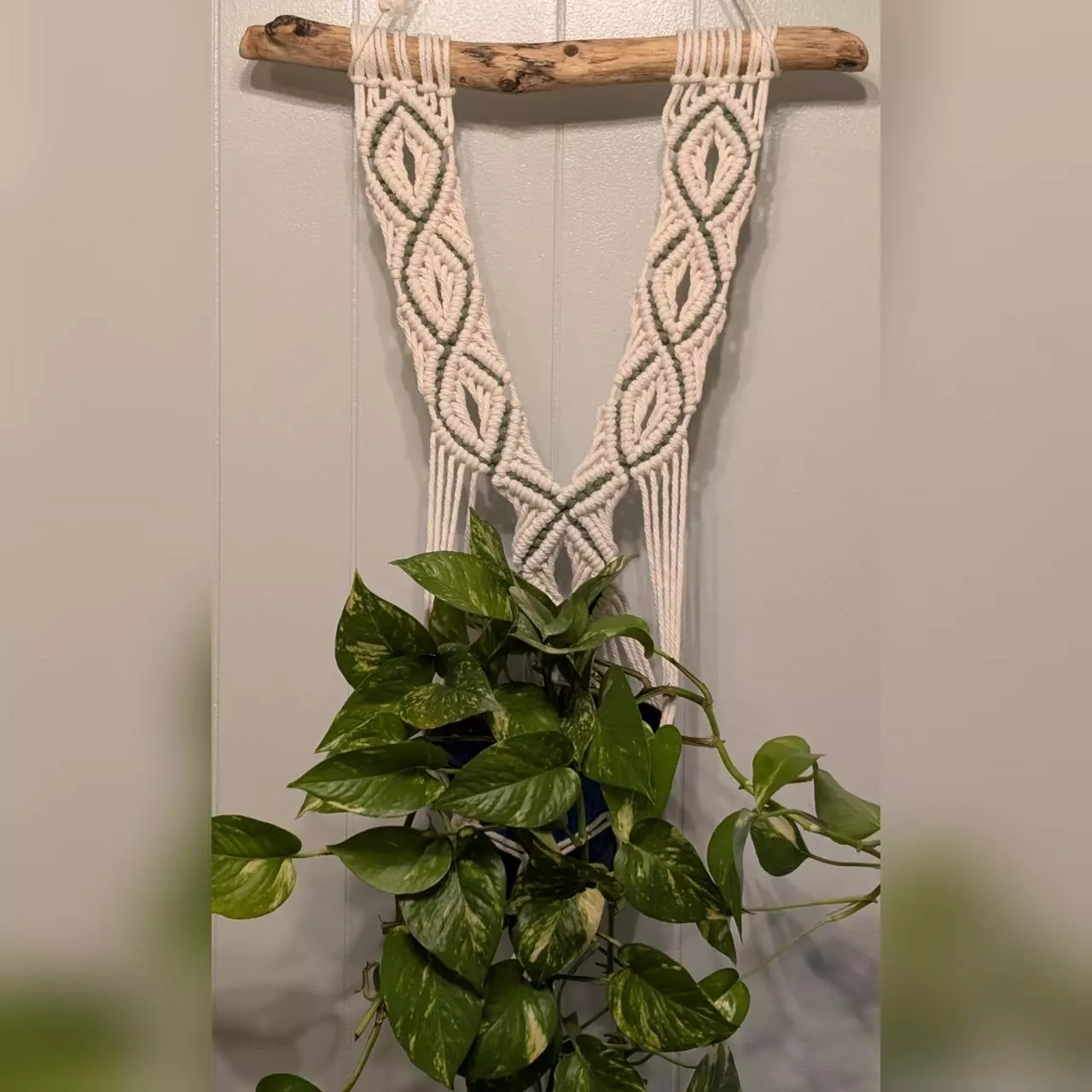 plant/#446 Plant hanger with avocado accent-0