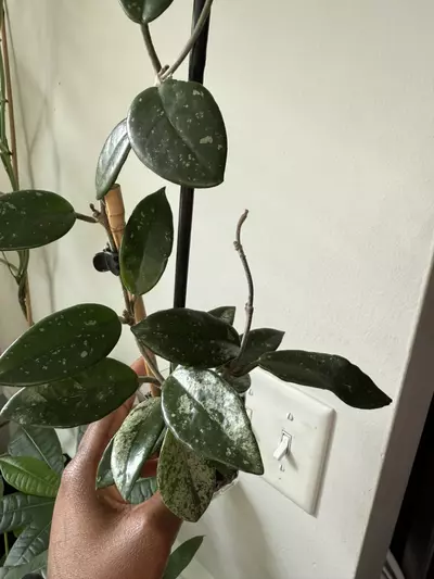 plant/Hoya Wilbur Graves-1-thumbnail