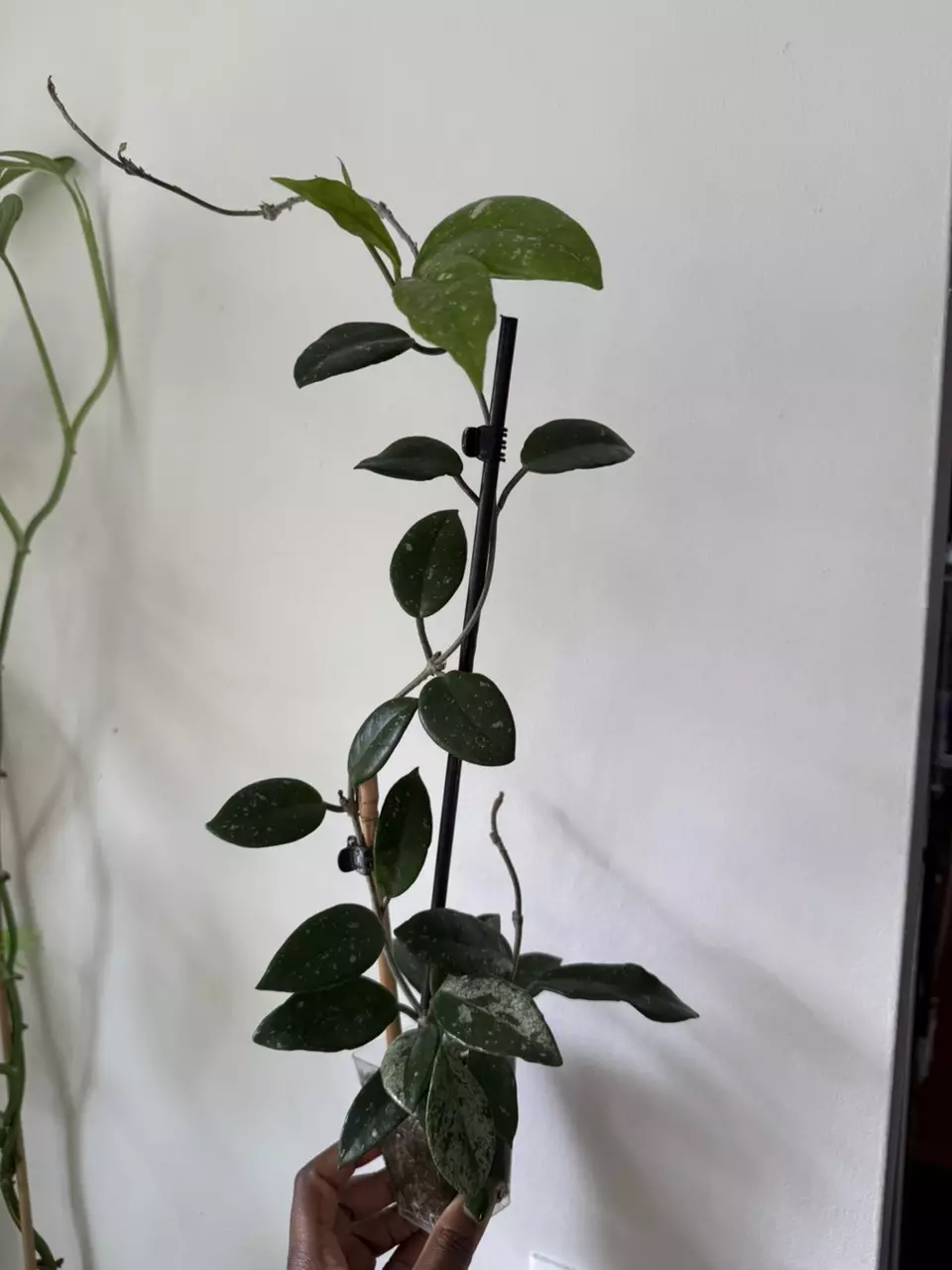 plant/Hoya Wilbur Graves-4