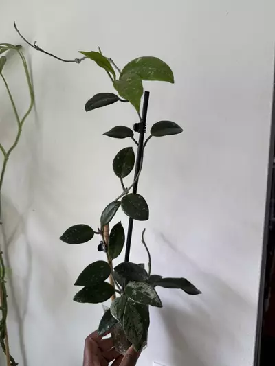 plant/Hoya Wilbur Graves-4-thumbnail