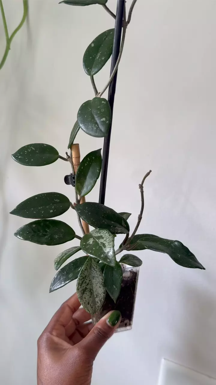 plant/Hoya Wilbur Graves-0