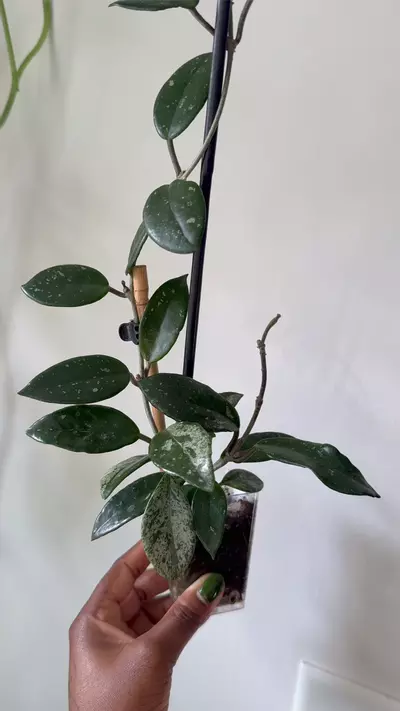 plant/Hoya Wilbur Graves-0-thumbnail