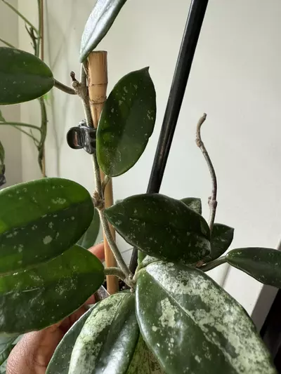 plant/Hoya Wilbur Graves-2-thumbnail