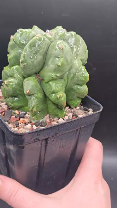 plant/super funky twisted kikko-0-thumbnail