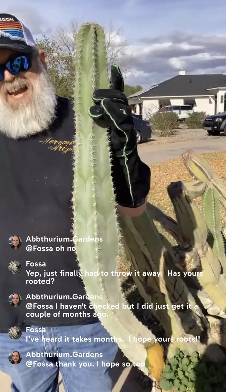 plant/3 foot Woolly Rhino cutting-1