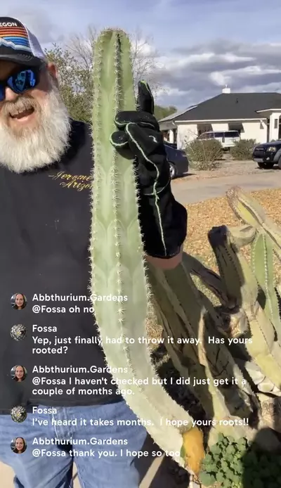 plant/3 foot Woolly Rhino cutting-1-thumbnail