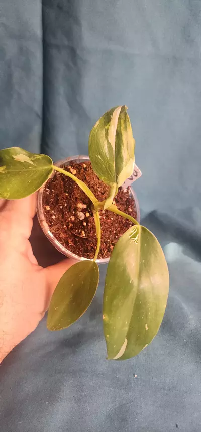 plant/Philodendron White Princess-1-thumbnail