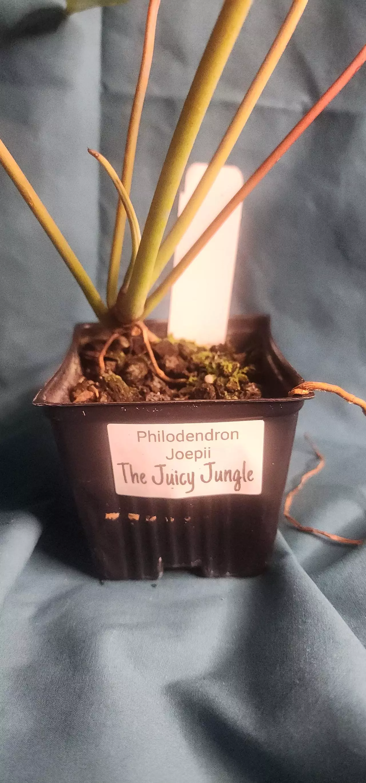 plant/Philodendron Joepii-1