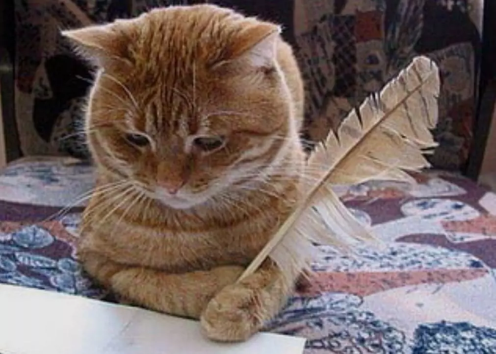 free_shipping/INCLUDE ID TAGS-0