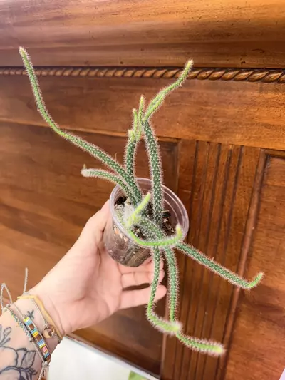 plant/Rat tail cactus-2-thumbnail