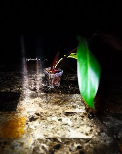 plant/SproutJoy mini pot-4-thumbnail