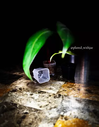 plant/SproutJoy mini pot-2-thumbnail