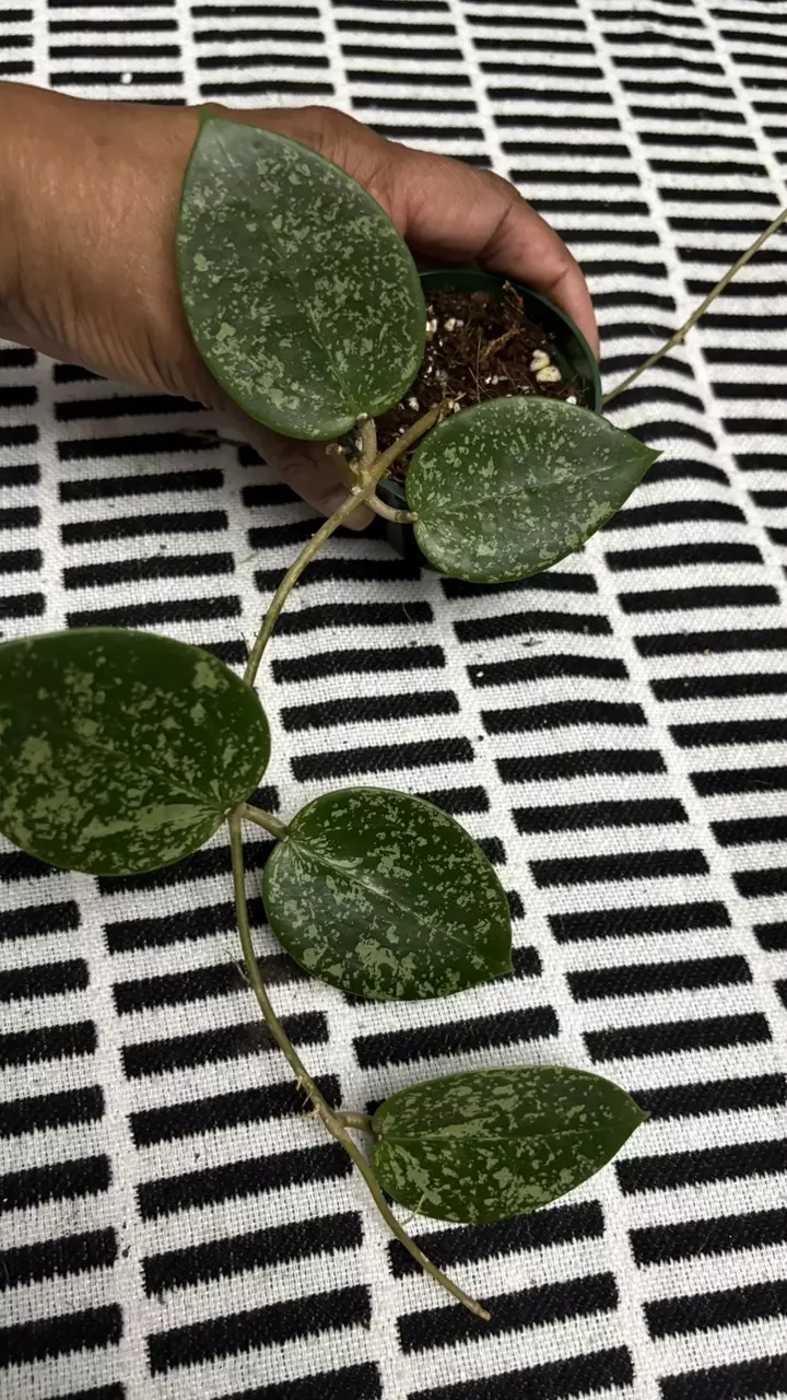 plant/Verticillada Splash-0