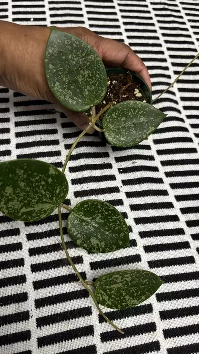 plant/Verticillada Splash-0-thumbnail