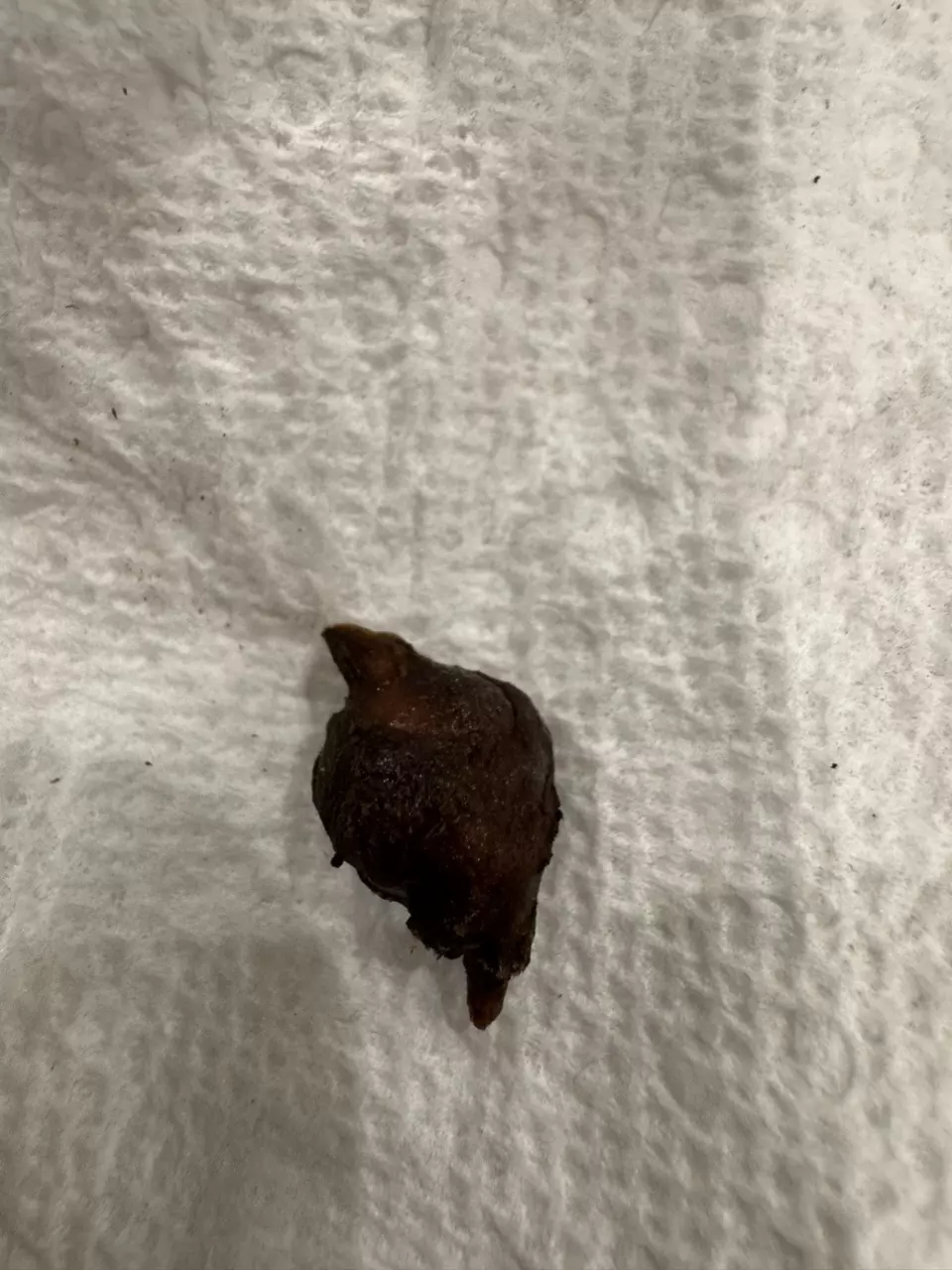 plant/Sport dragon scale-1