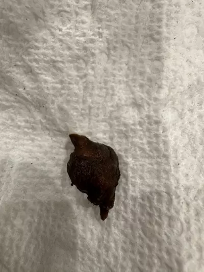 plant/Sport dragon scale-1-thumbnail