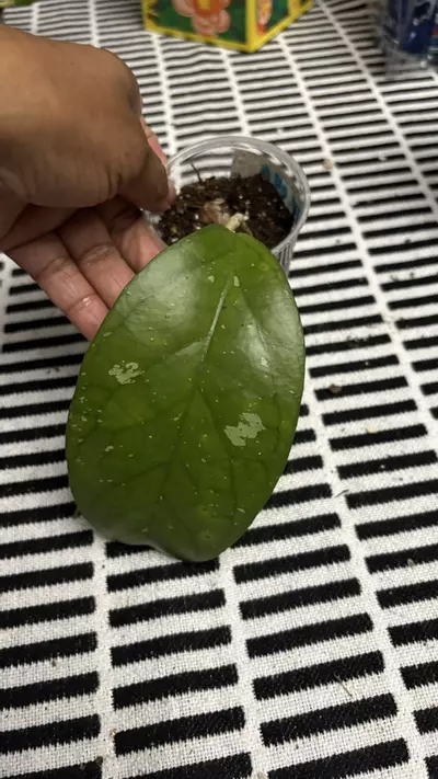 plant/AH049-0-thumbnail