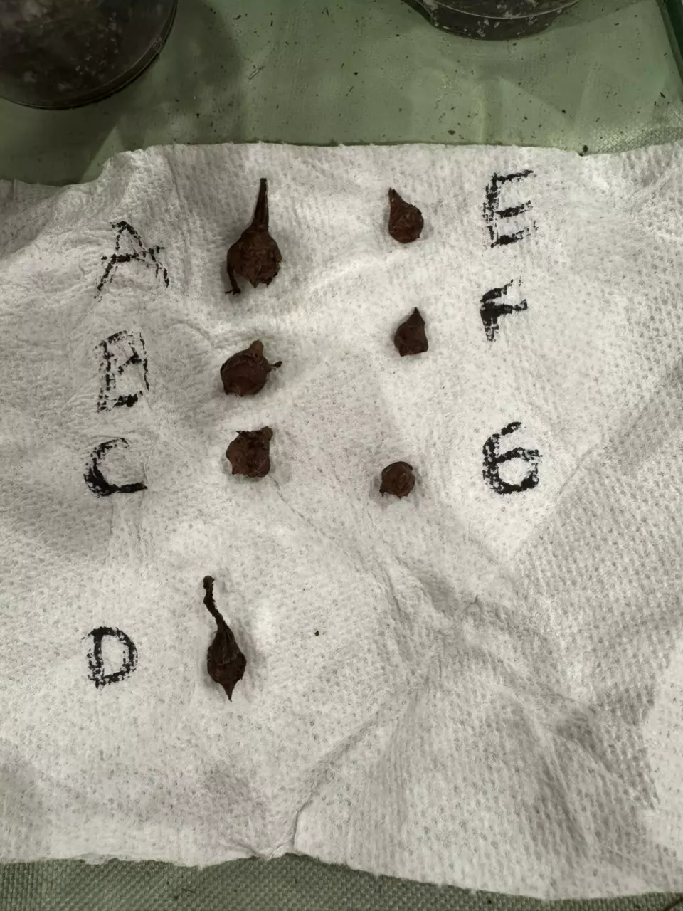 plant/Pseudo Sandriana-1