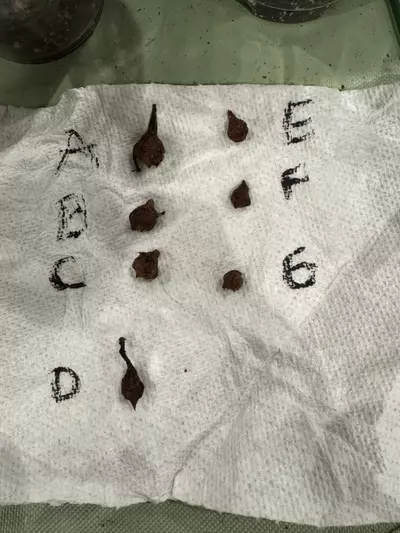 plant/Pseudo Sandriana-1-thumbnail