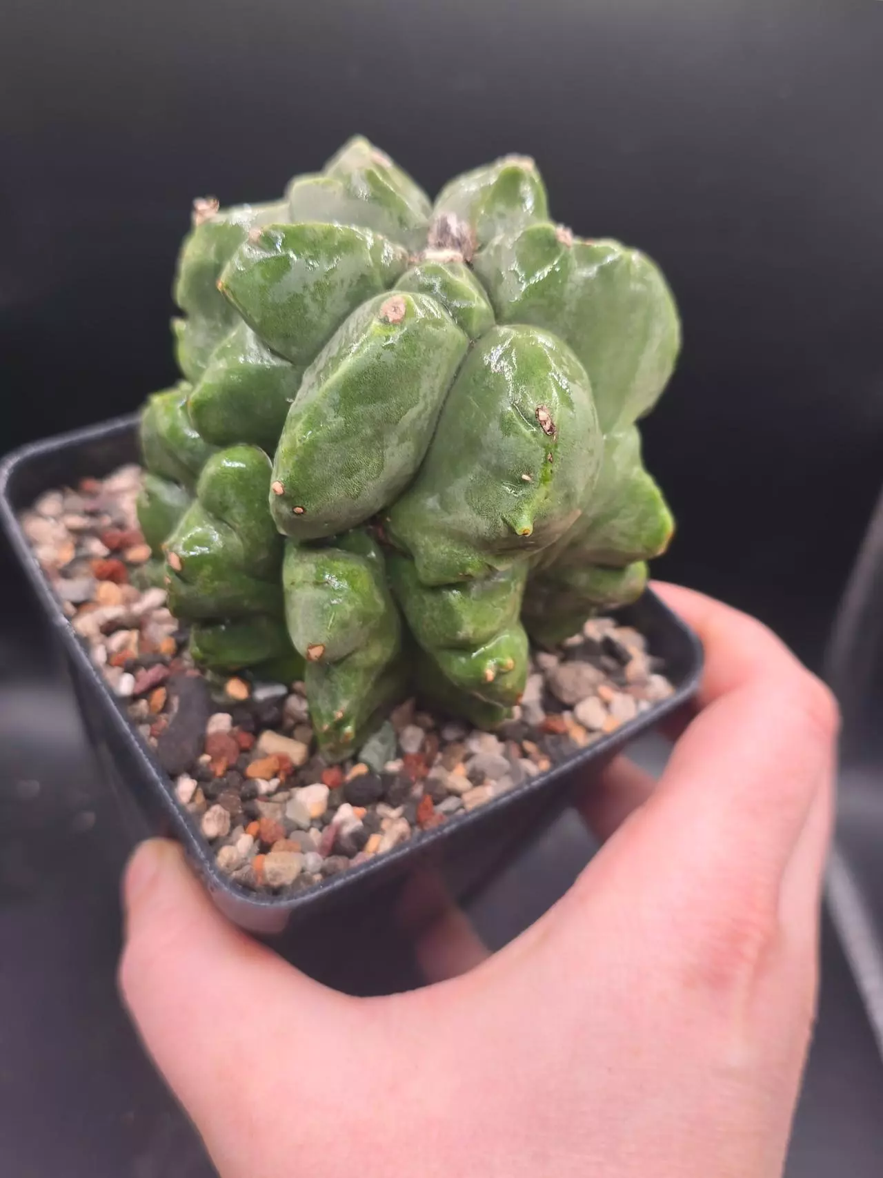 plant/super funky twisted kikko-1