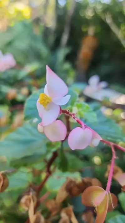 plant/Begonia Rubropilosa-1-thumbnail