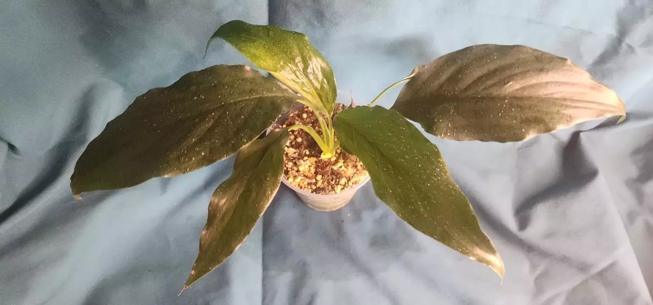 plant/Spathiphyllum sp.-0