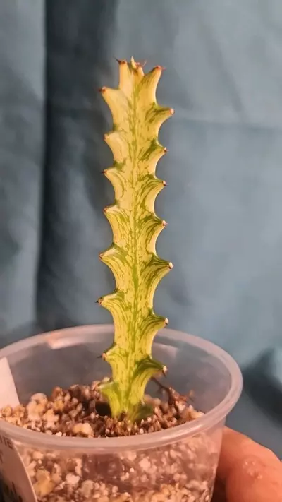 plant/Euphorbia Trigona-1-thumbnail