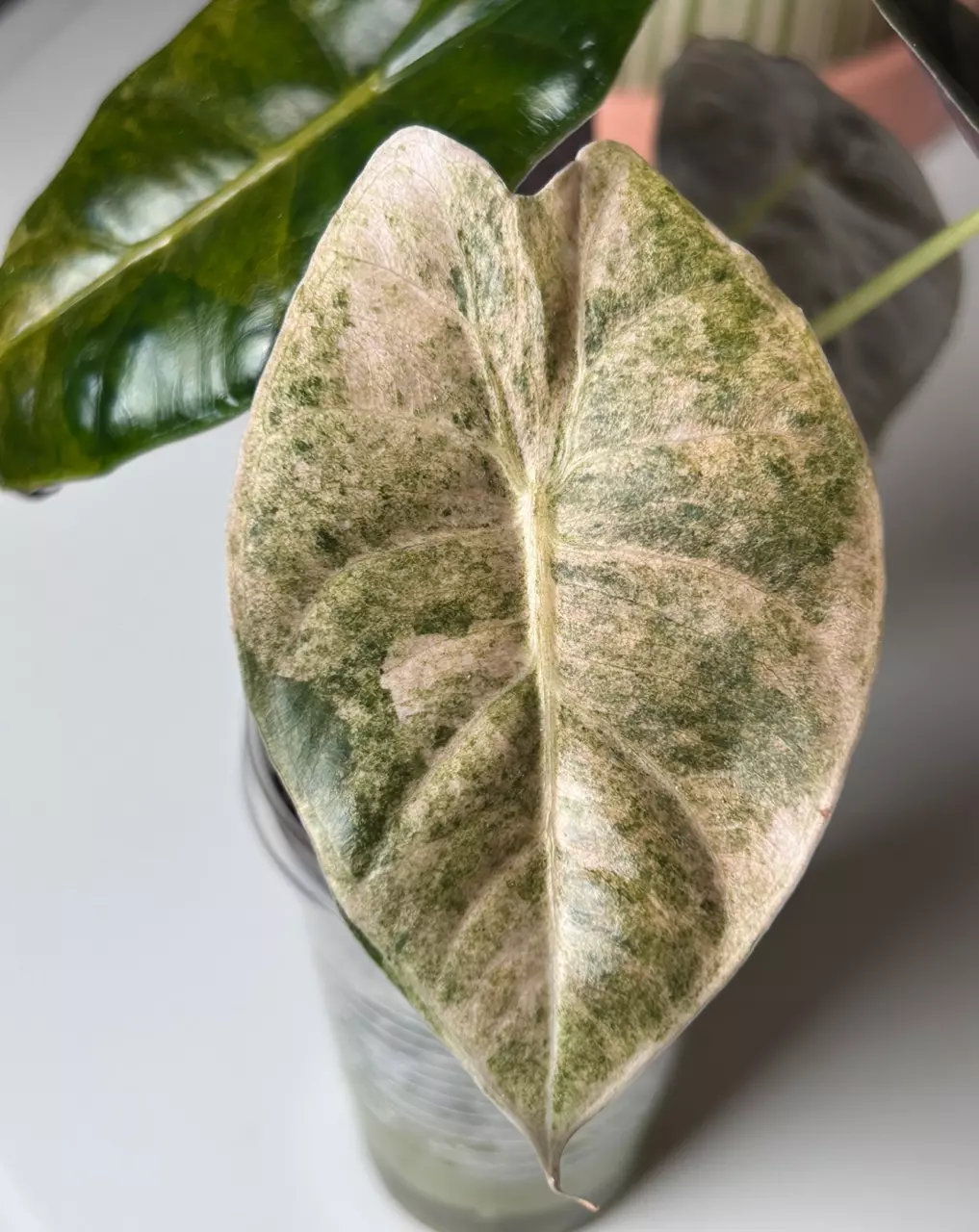 plant/Pink Golden Bone Splash CORM-0