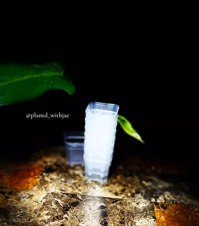 plant/SproutJoy mini pot-1-thumbnail