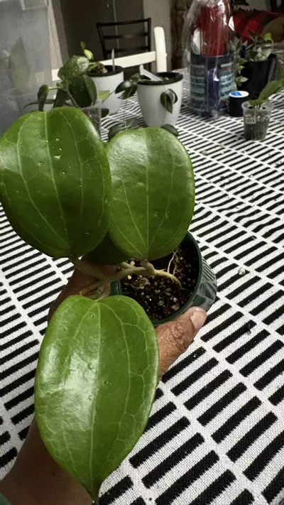 plant/Quinquenervia-0-thumbnail