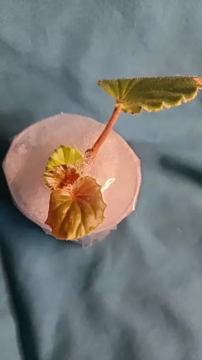 plant/Begonia Rubropilosa-3-thumbnail