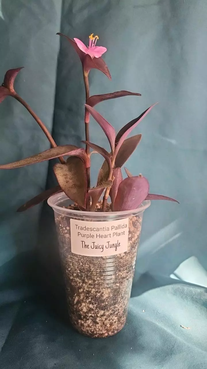 plant/Tradescantia Pallida-1