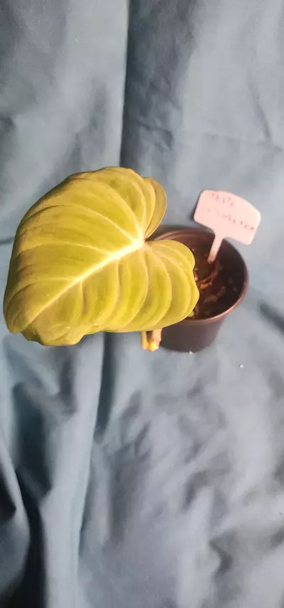 plant/Philodendron Gloriosum-1-thumbnail