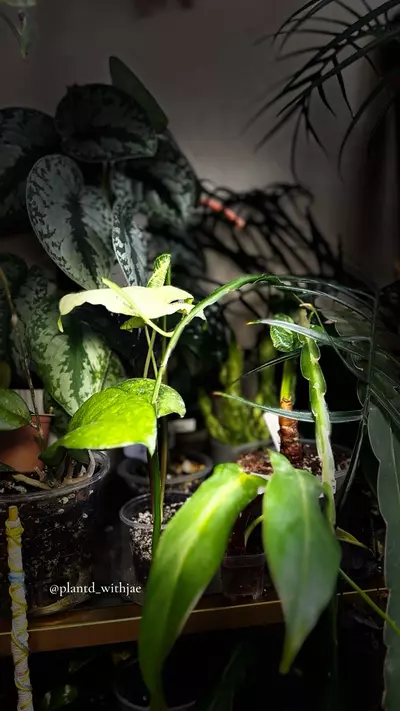 plant/SproutJoy mini pot-6-thumbnail