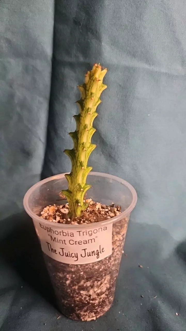 plant/Euphorbia Trigona-0
