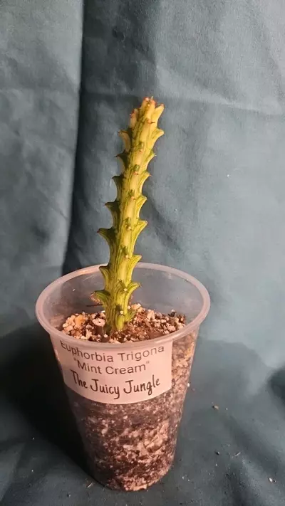 plant/Euphorbia Trigona-0-thumbnail