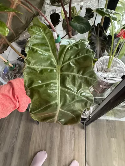 plant/Pseudo Sandriana-0-thumbnail