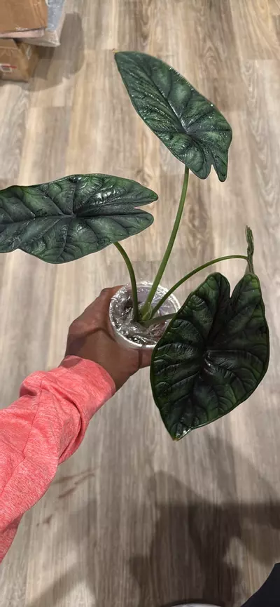 plant/Sport dragon scale-0-thumbnail