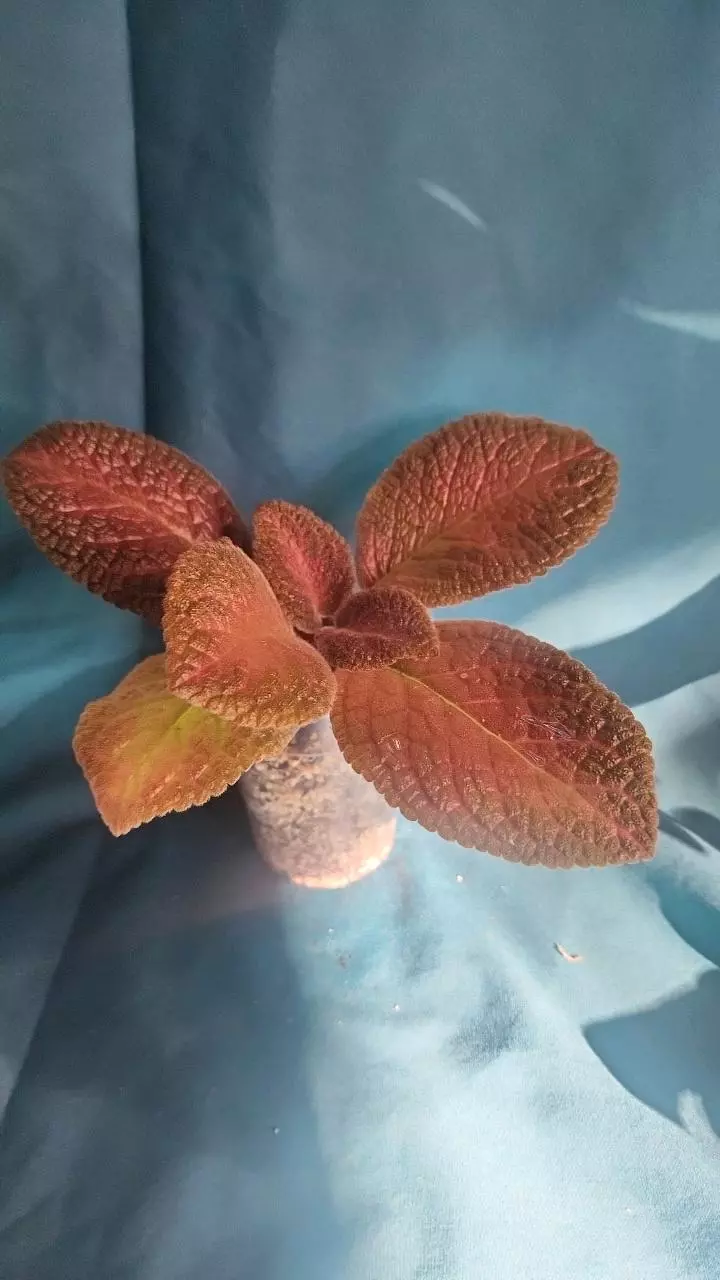 plant/Episcia Cupreata-0