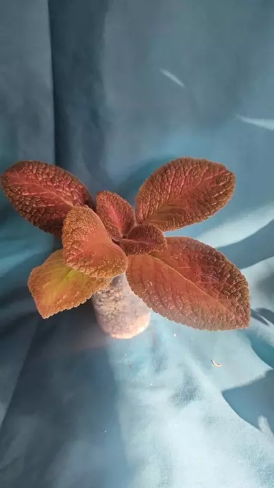 plant/Episcia Cupreata-0-thumbnail