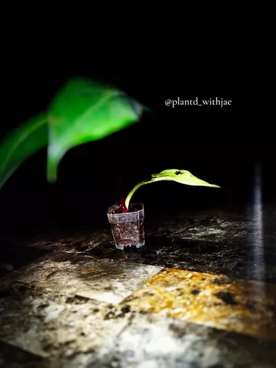 plant/SproutJoy mini pot-5-thumbnail