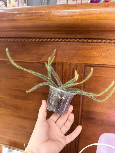 plant/Rat tail cactus-0-thumbnail