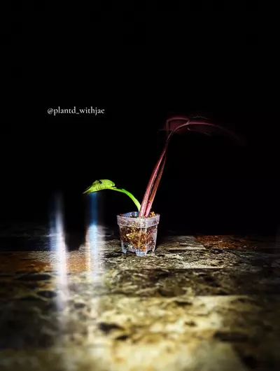 plant/SproutJoy mini pot-3-thumbnail