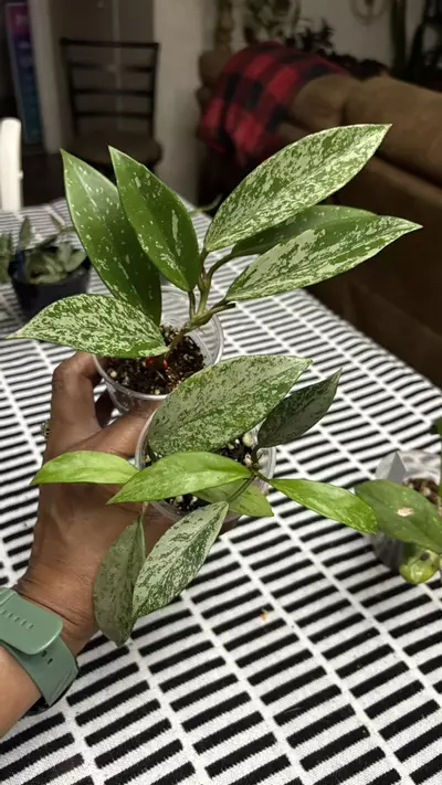 plant/Publicalyx Splash-0-thumbnail