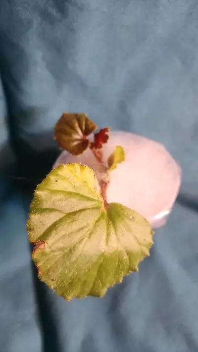plant/Begonia Rubropilosa-2-thumbnail