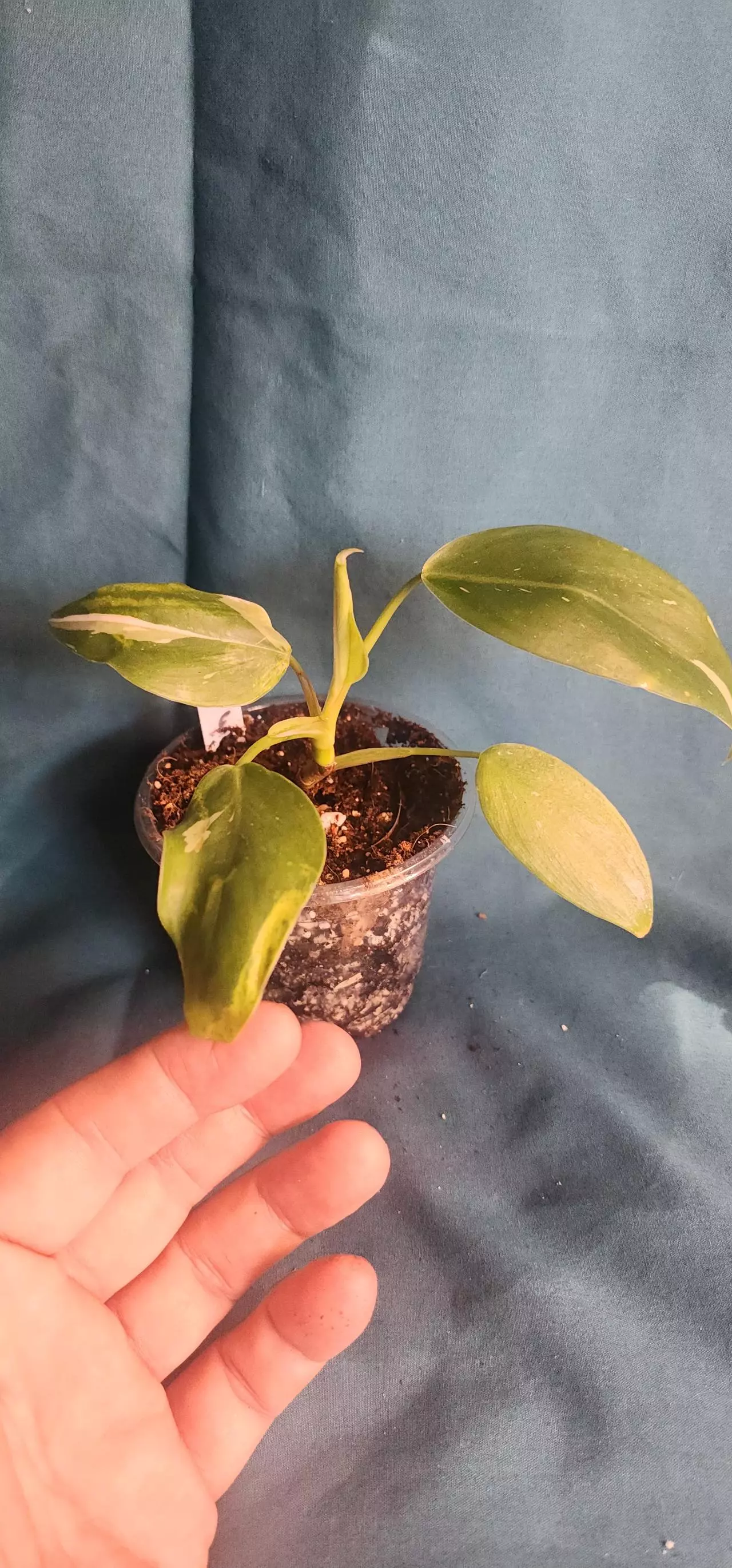 plant/Philodendron White Princess-2