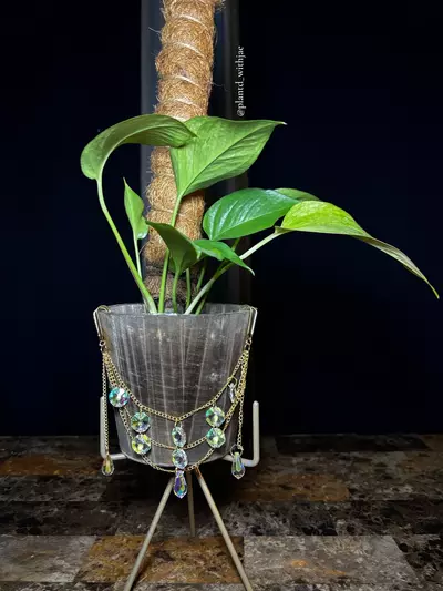 plant/Dazzling planter gem-3-thumbnail