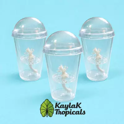 plant/3 Self watering pup/corm cups-0-thumbnail