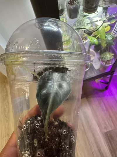 plant/Venom-0-thumbnail